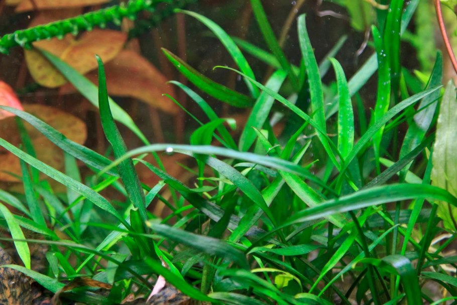 Криптокорина Уиллиса люценс