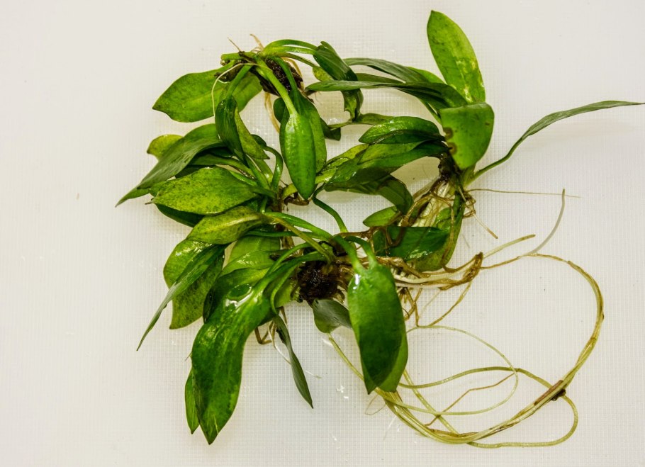 Криптокорина блестящая люценс