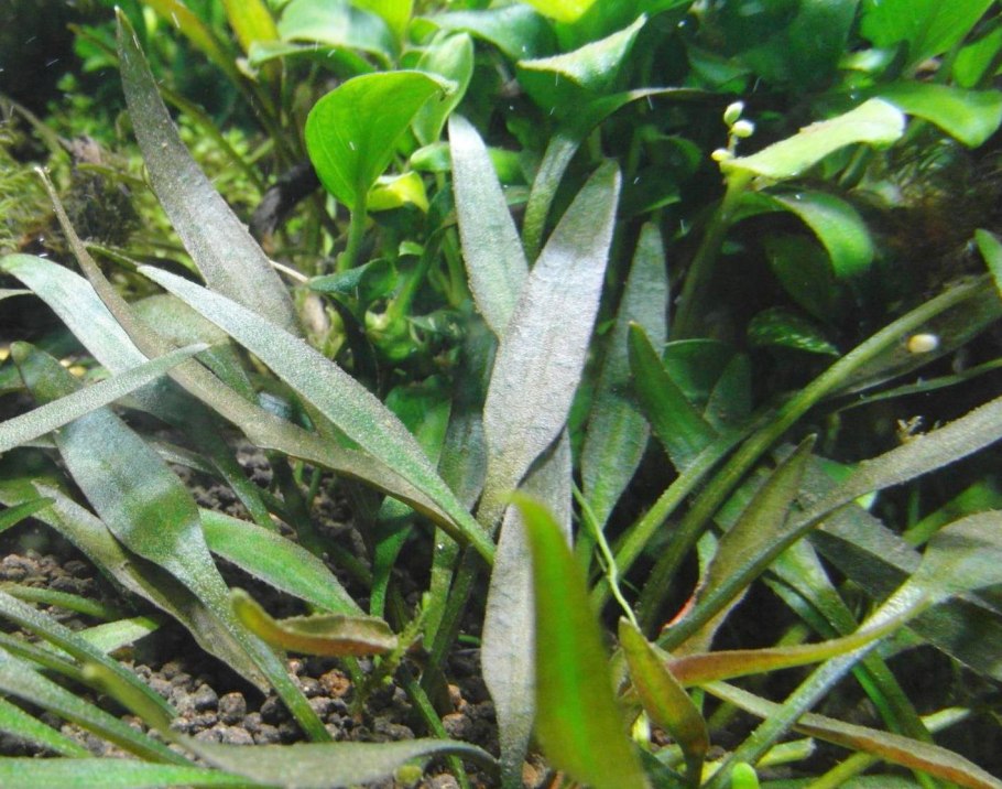 Криптокорина парва аквариумное растение