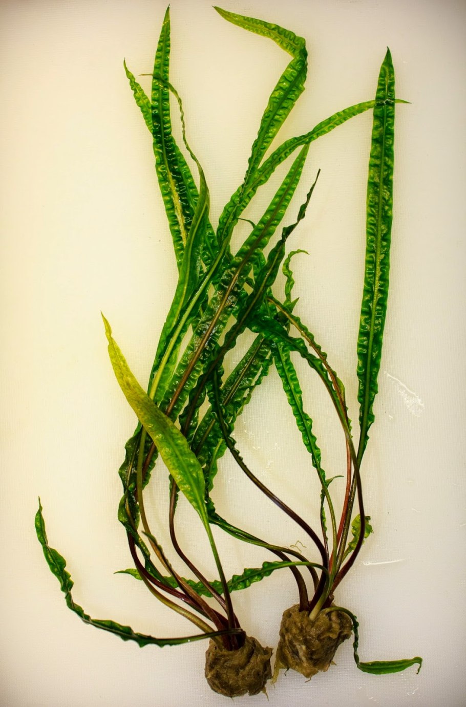 Cryptocoryne aponogetifolia