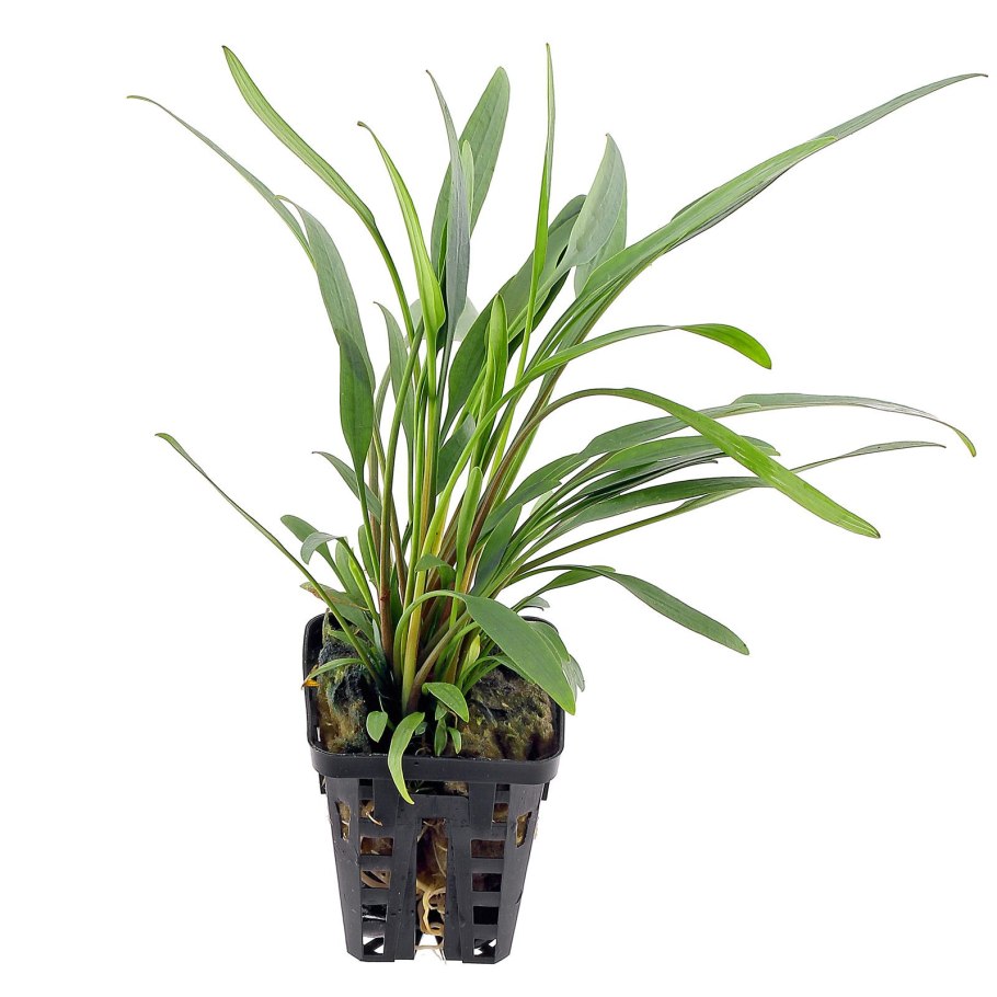 Криптокорина люценс Cryptocoryne lucens