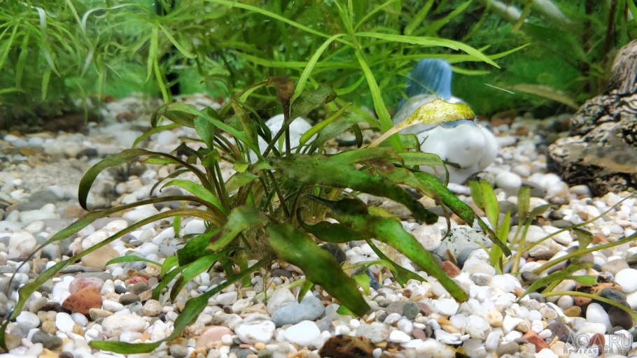 Криптокорина блестящая люценс