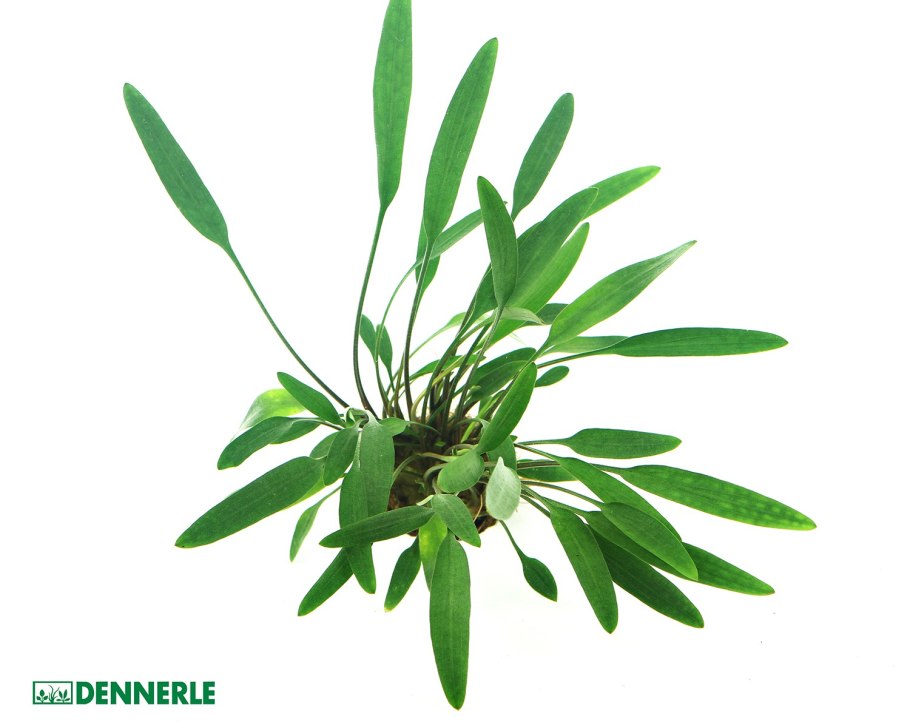 Криптокорина люценс