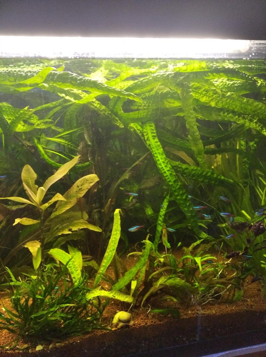 Криптокорина аквариумное растение
