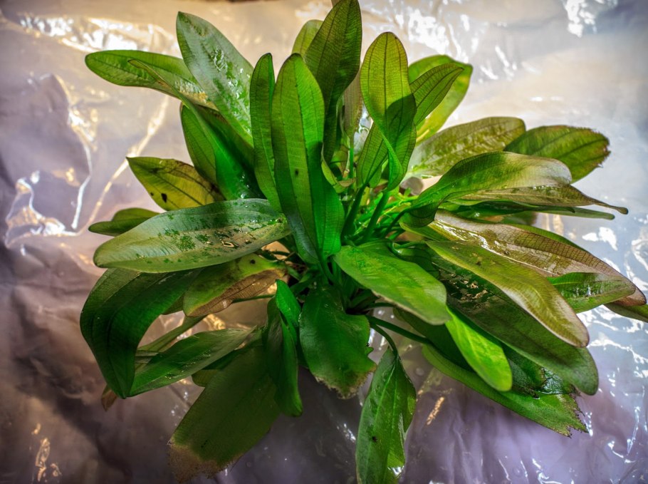 Криптокорина виллиса