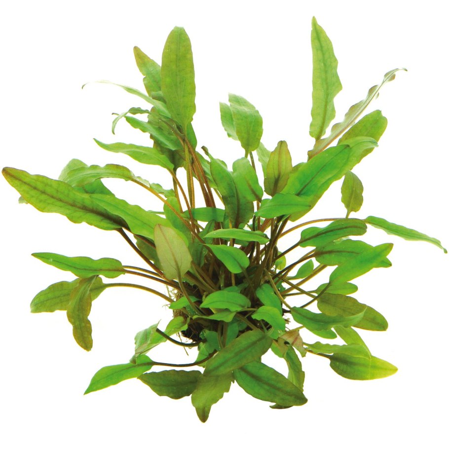Cryptocoryne walkeri