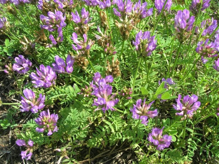 Astragalus cornutus