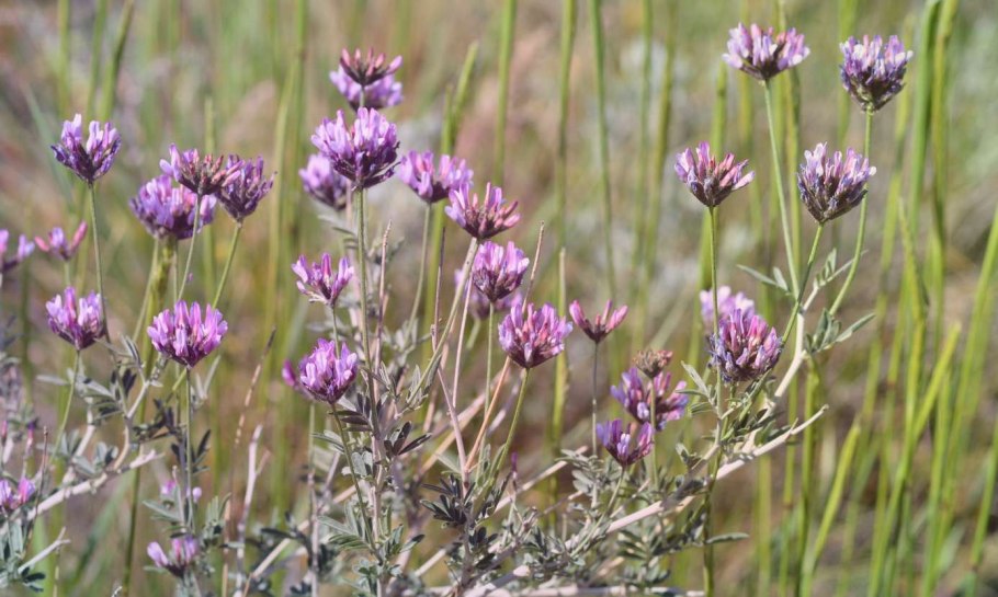 Астрагал галеговидный