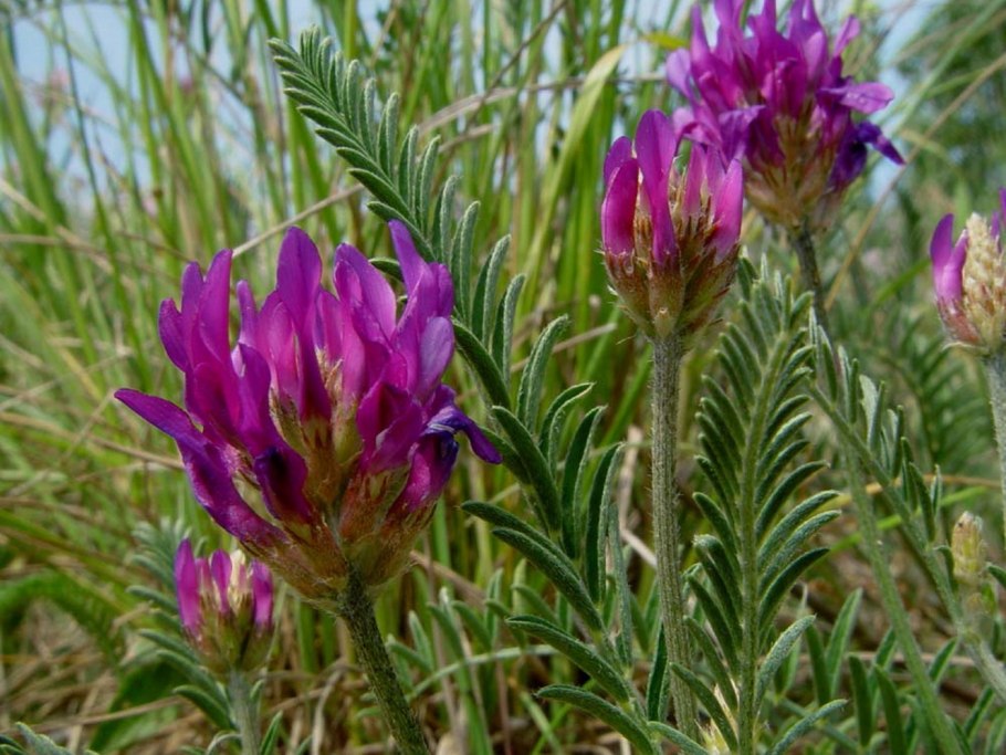Astragalus onobrychis