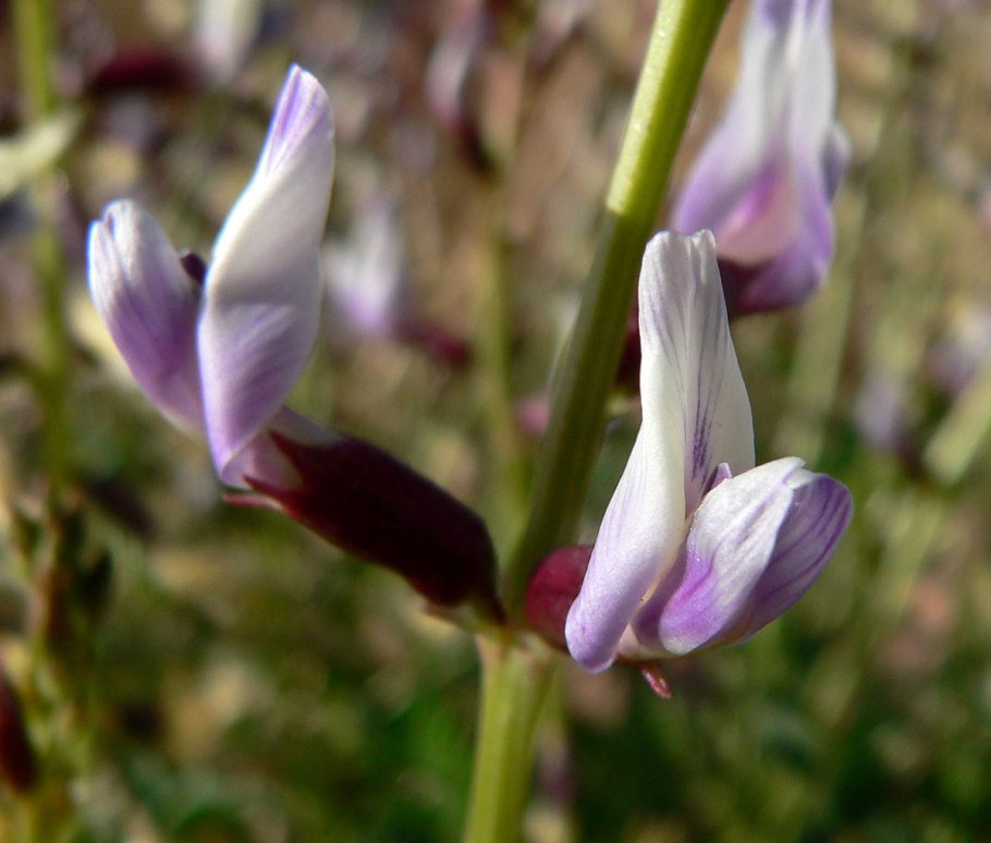 Astragalus preussii var laxiflorus