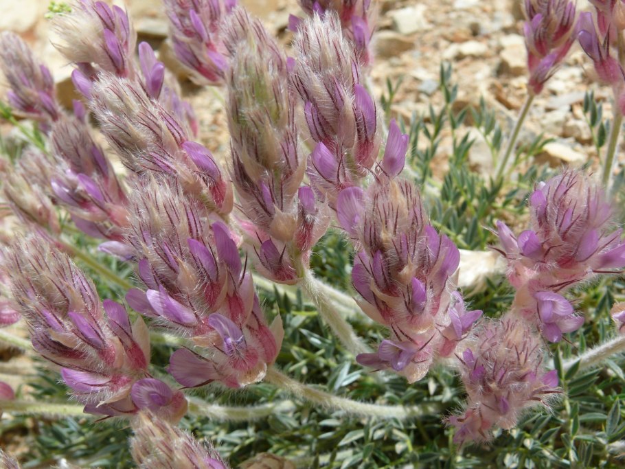 Астрагал песчаный