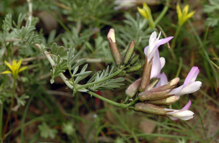 Астрагал нутовый (Astragalus Cicer l.)