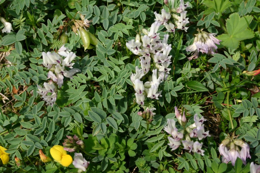 Astragalus australis