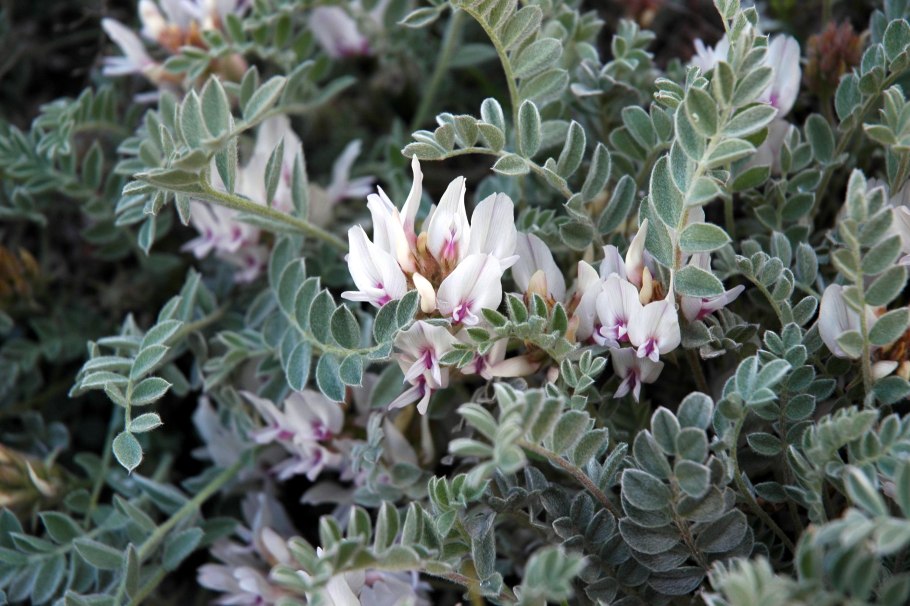 Астрагал лисий astragalus vulpinus