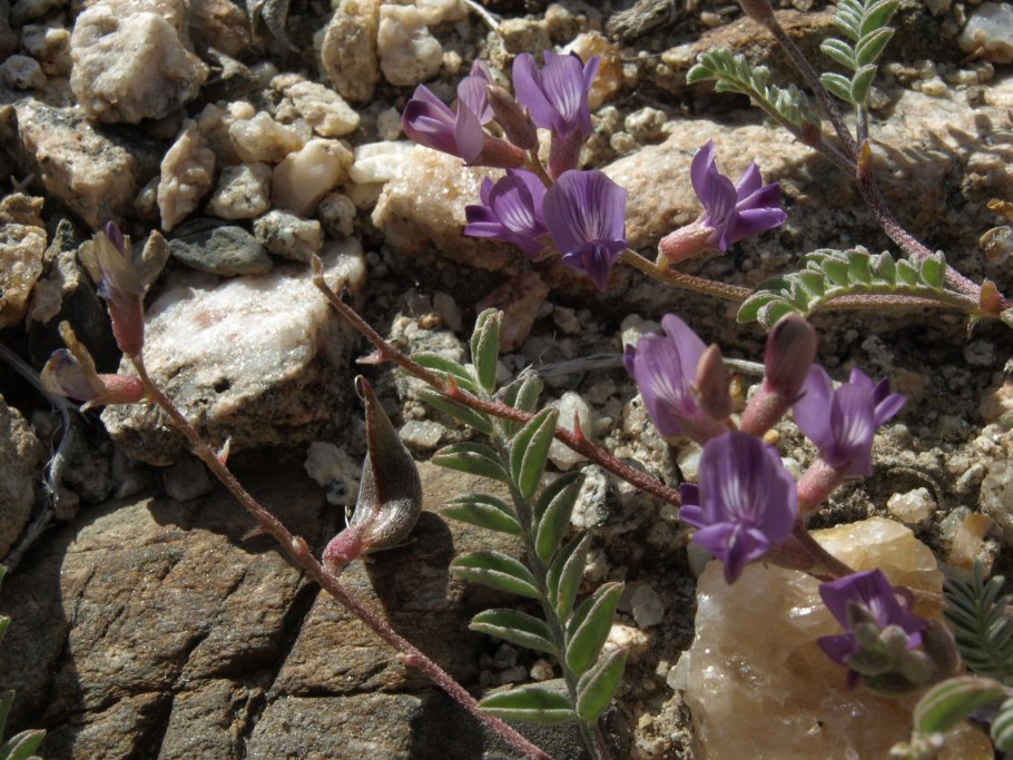 Astragalus inyoensis