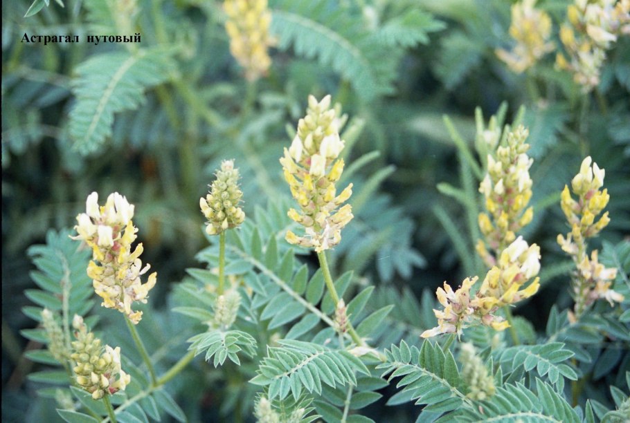 Астрагал нутовый