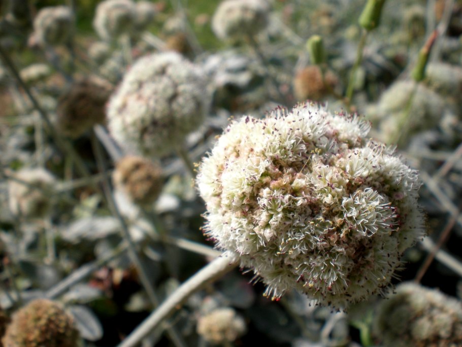 Eriogonum fasciculatum