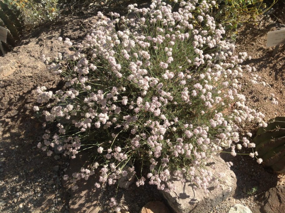 Эриогонум зонтичный