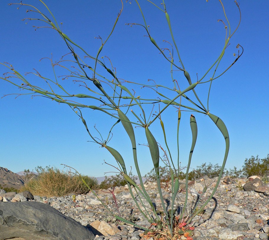 Эриогонум растение