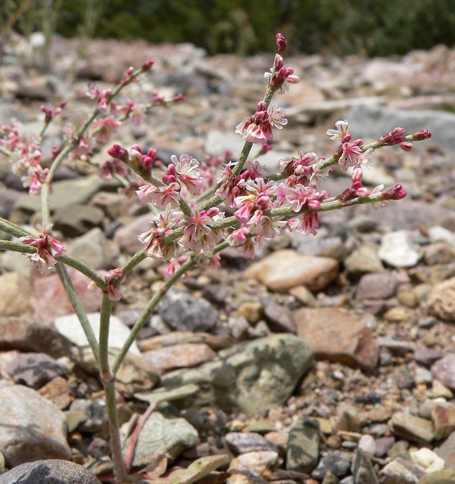 Eriogonum Kennedy