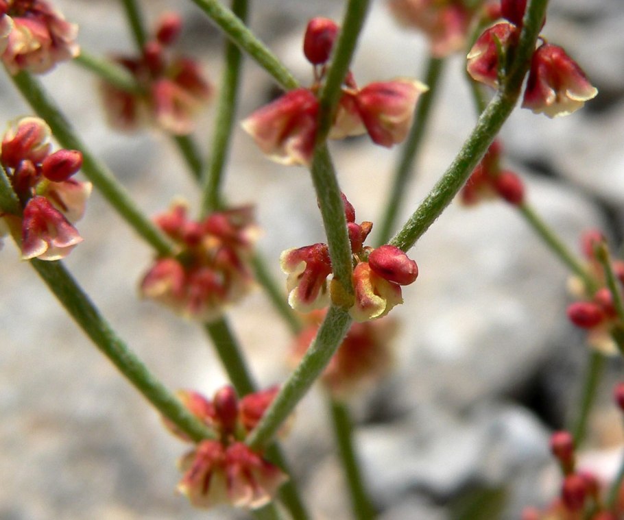 Eriogonum heracleoides