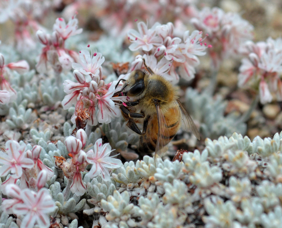 Фукьерия колончатая