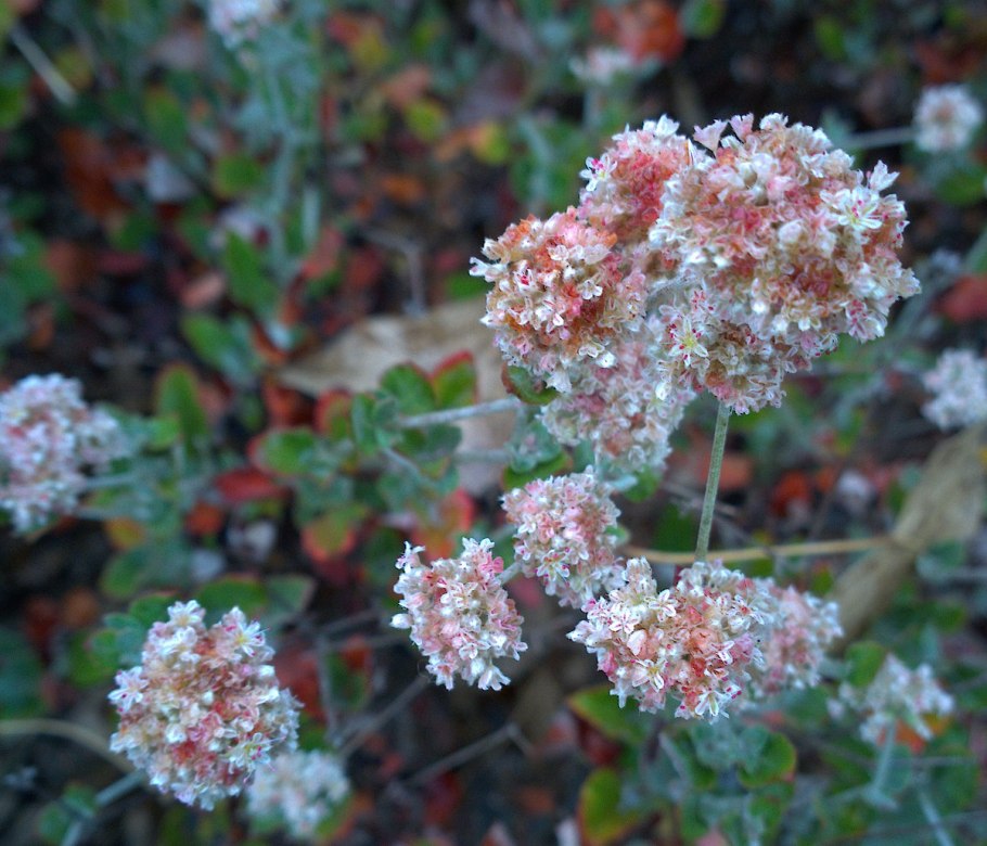 Eriogonum ovalifolium
