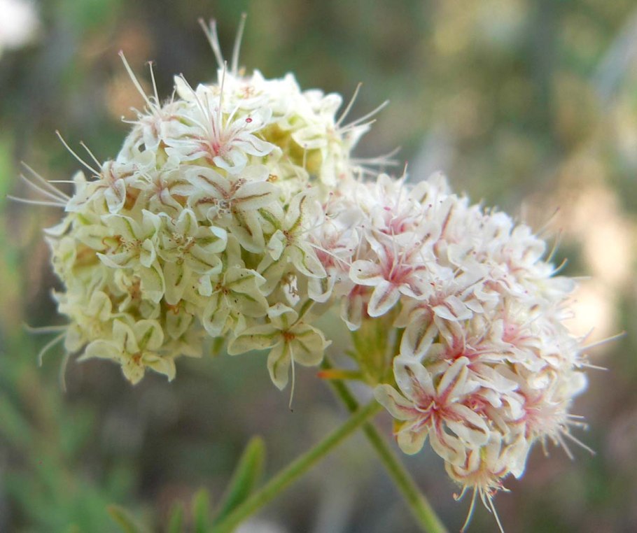 Эриогонум зонтичный