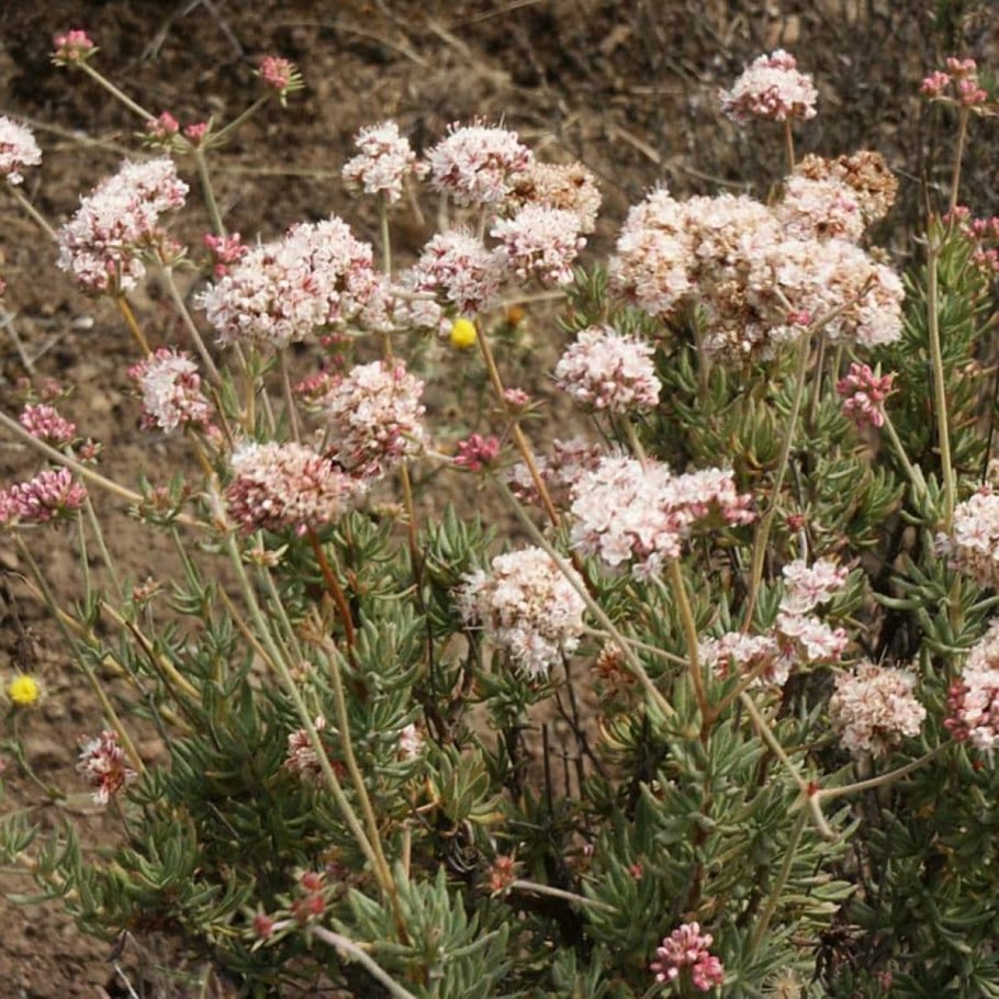 Eriogonum umbellatum