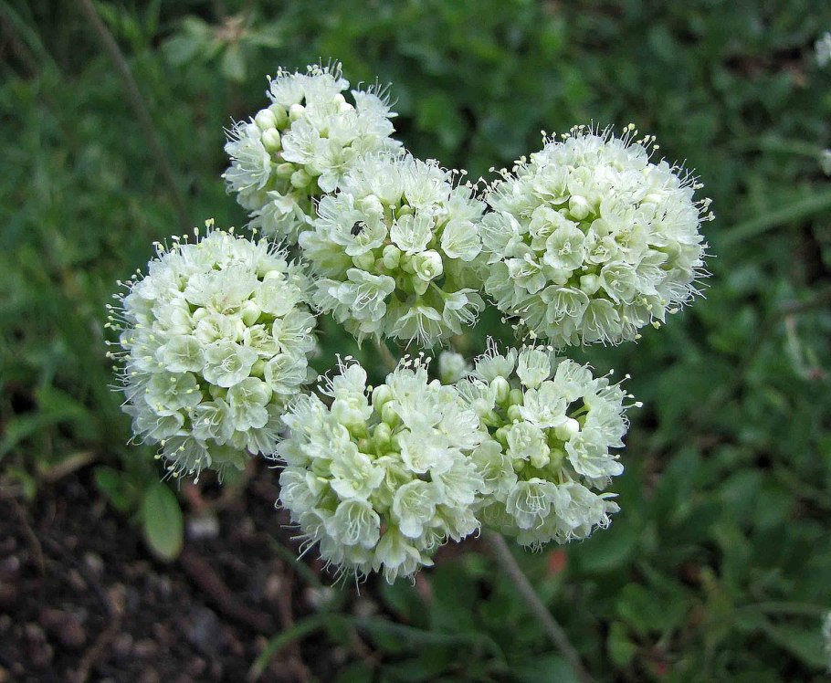 Эриогонум растение