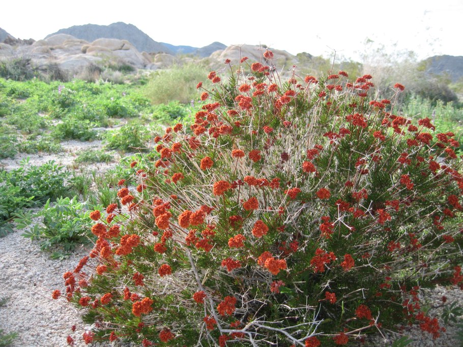 Eriogonum ovalifolium