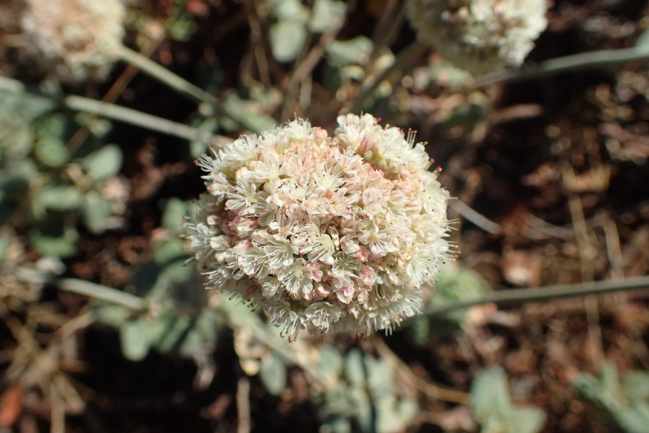 Eriogonum villiflorum