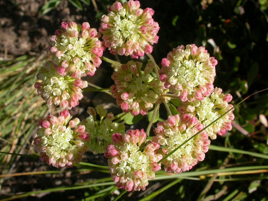 Пипер умбеллатум