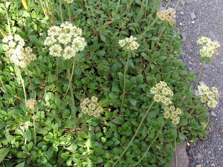 Eriogonum ovalifolium
