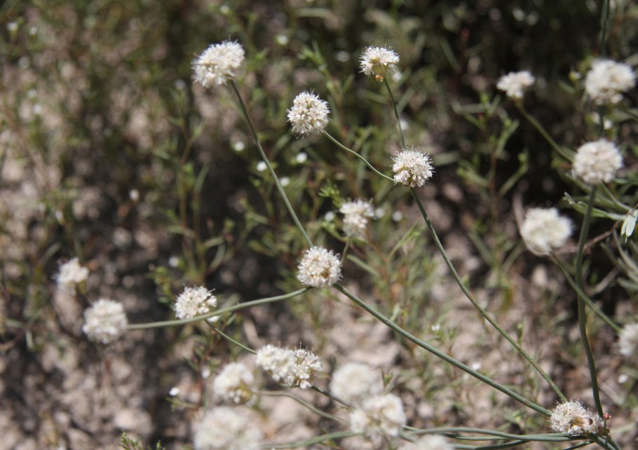 Eriogonum nudum