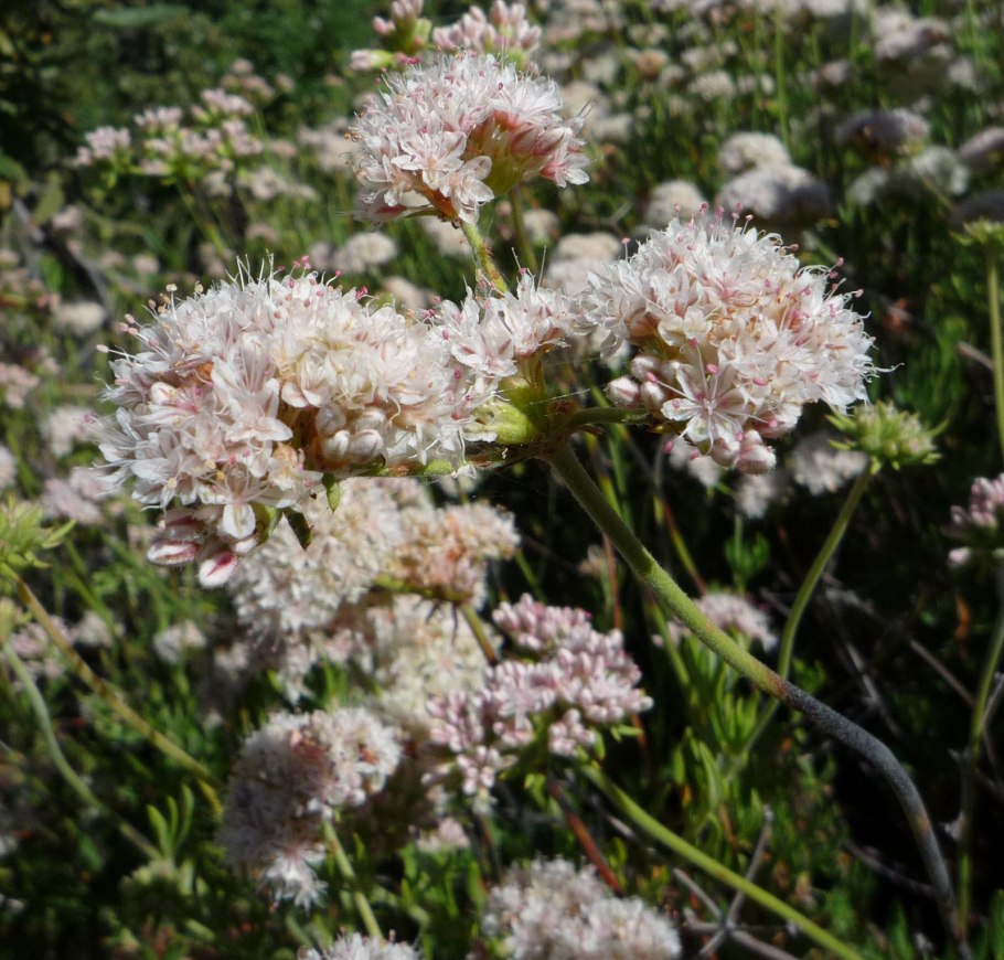 Eriogonum fasciculatum