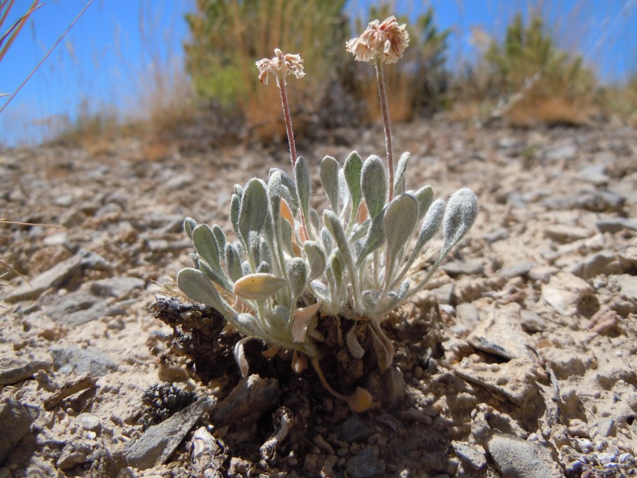 Плосковеточник гречишные Eriogonum