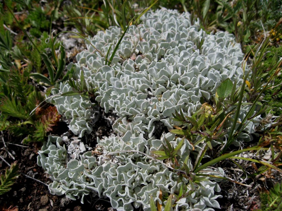Плосковеточник гречишные Eriogonum