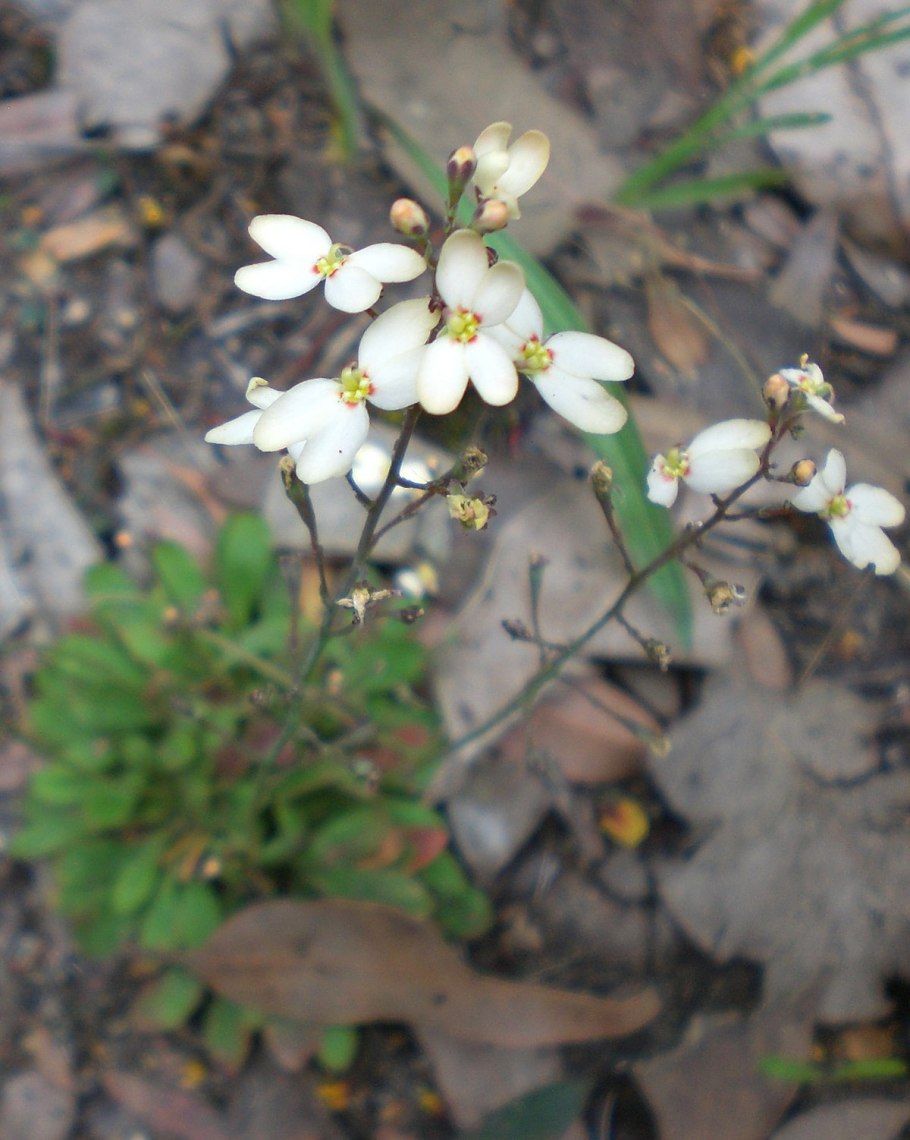 Резушка таля arabidopsis thaliana