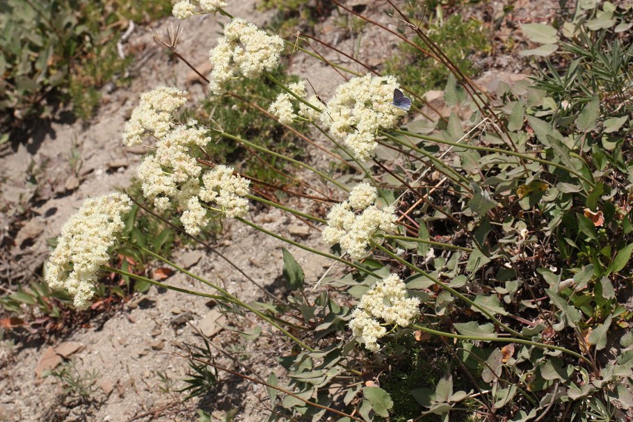 Эриогонум Кеннеди