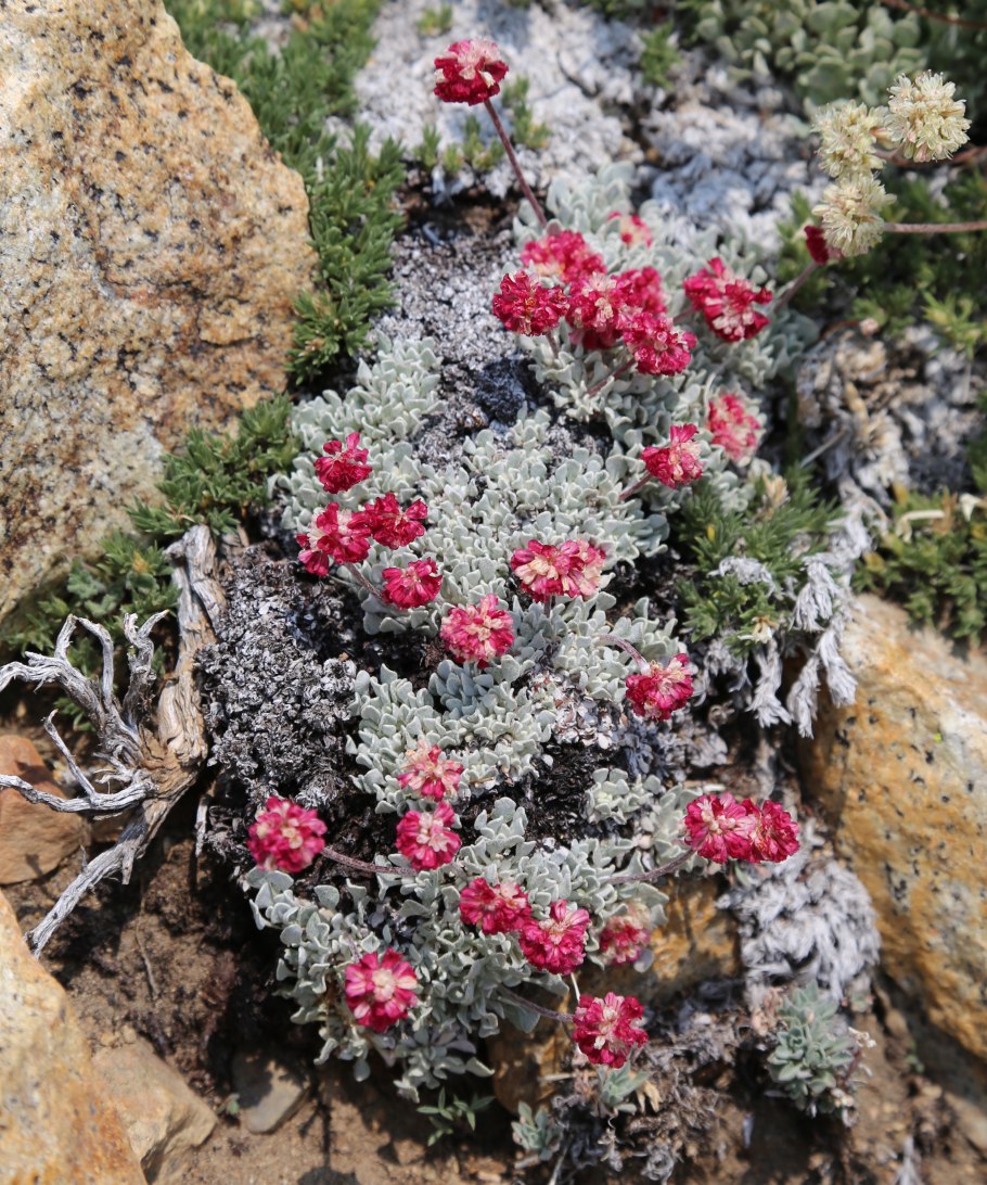 Eriogonum sphaerocephalum