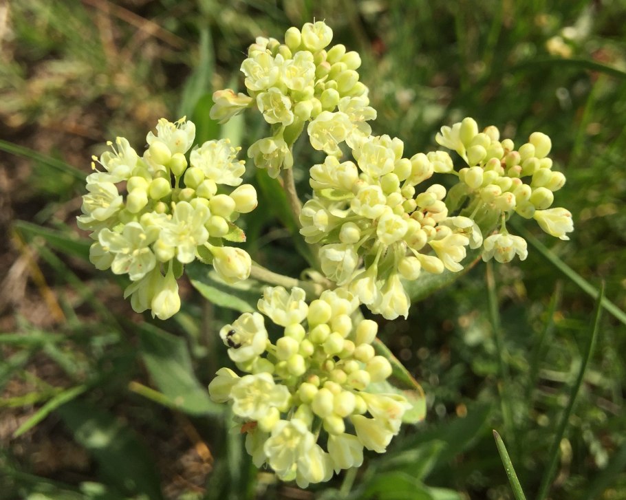 Eriogonum ovalifolium