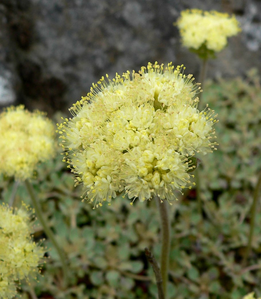 Eriogonum Nidularium