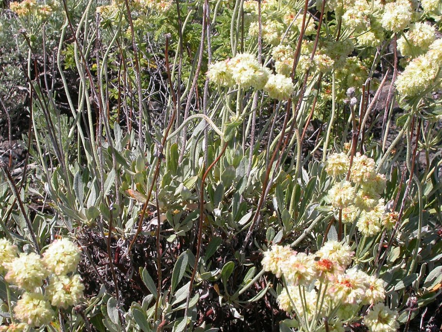 Eriogonum umbellatum