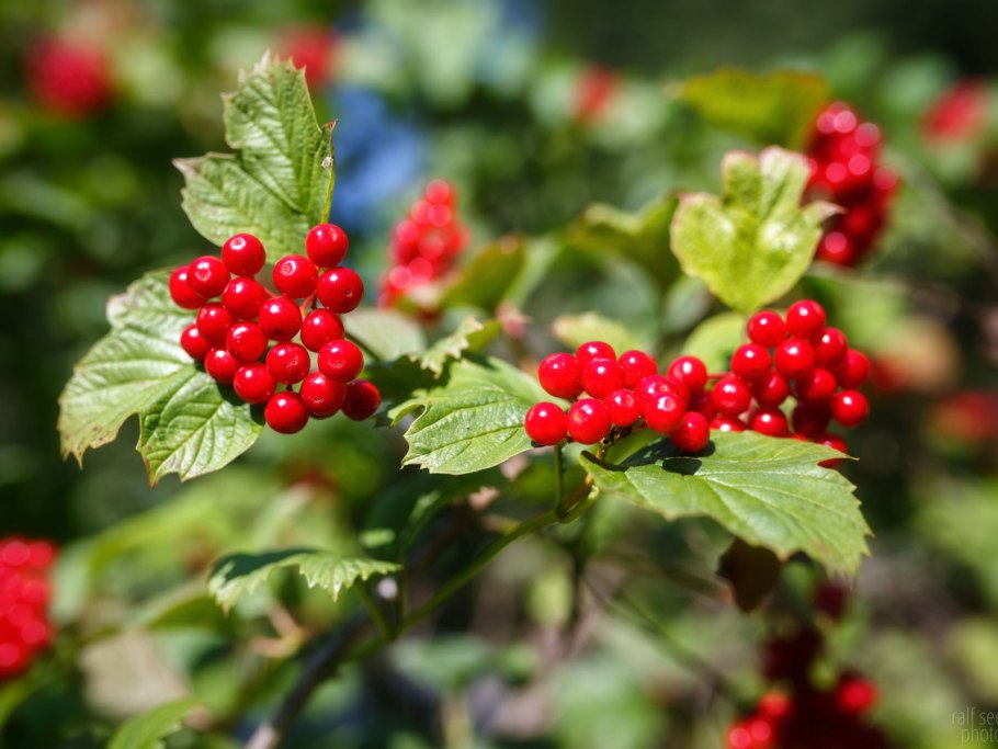 Калина кустарник с ягодами