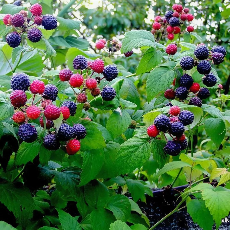 Малина черная Кумберленд