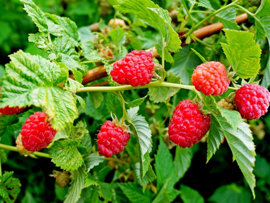 Малина кустарник