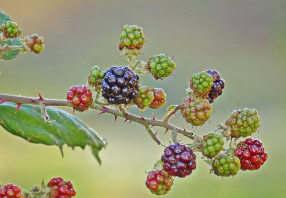 Дикая ежевика куст