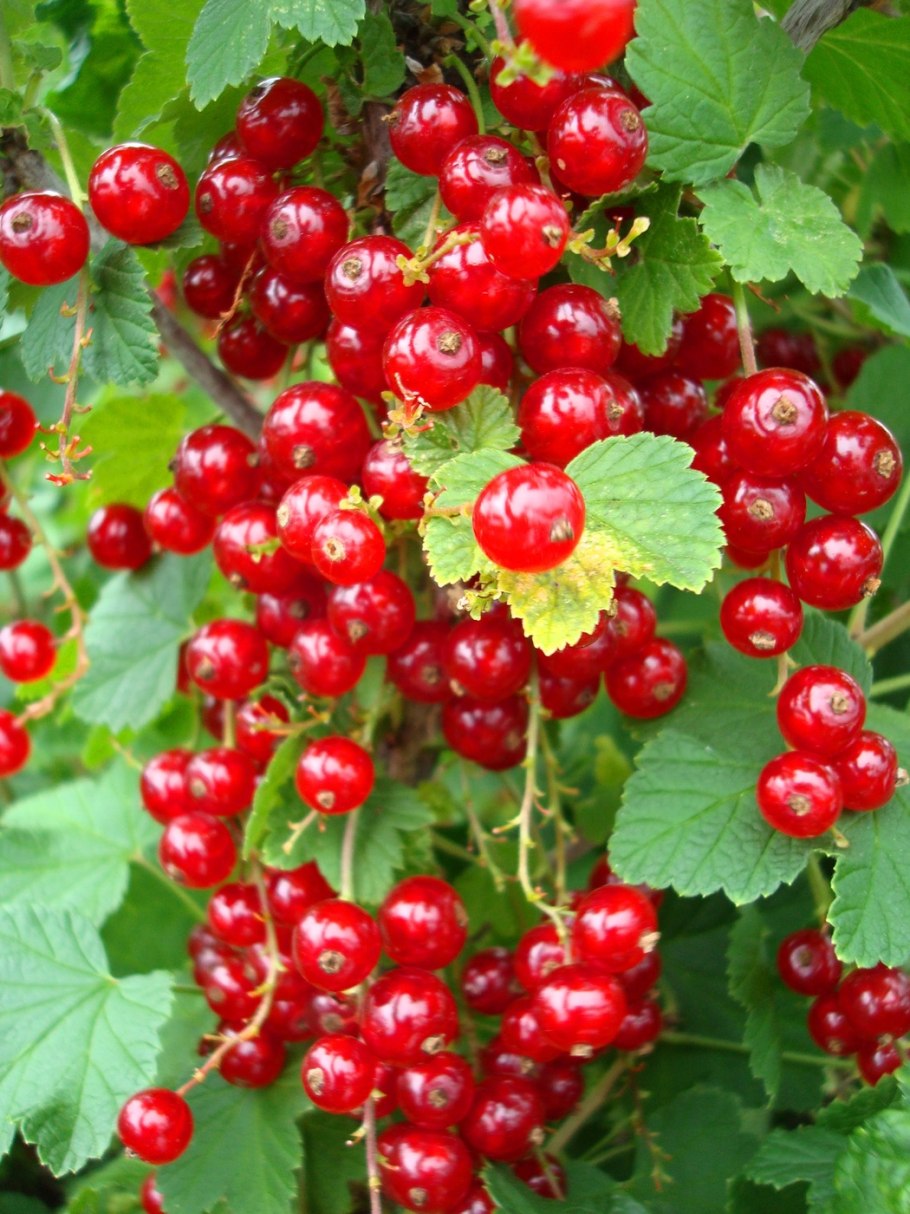 Ягоды красной смородины