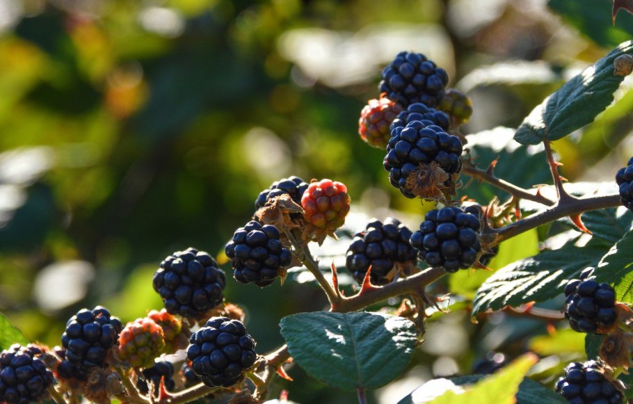 Ежевика куст колючий